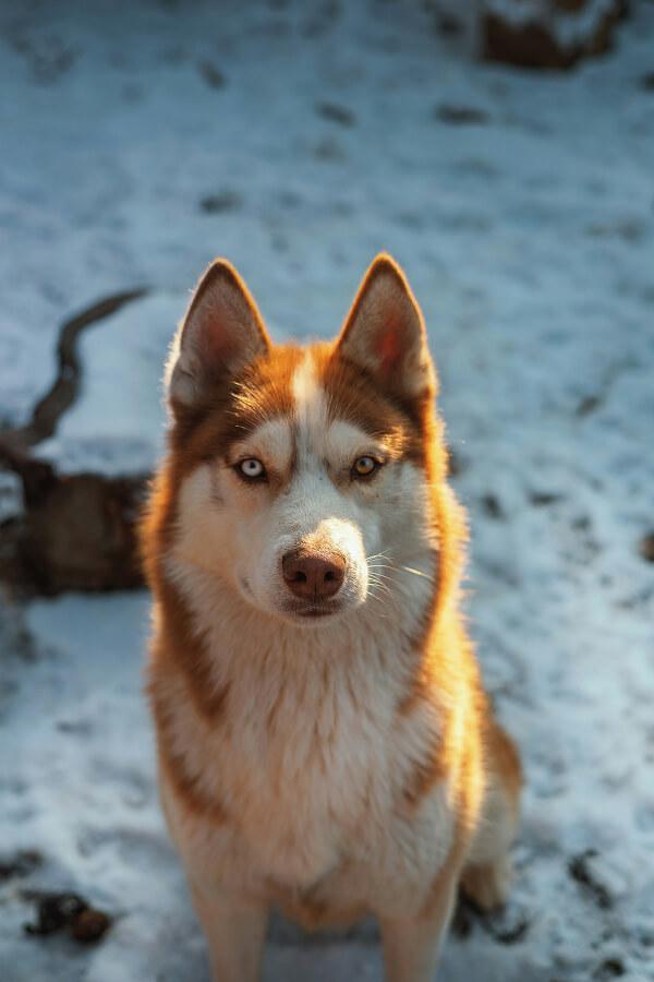 adrian-rosco-stef-J0vGx7l2Hpg-unsplash 1 (1)