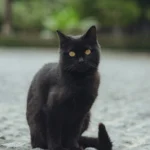 jimmy-chang-yv1gyr1hf6o-unsplash