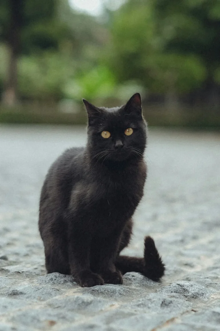 jimmy-chang-yv1gyr1hf6o-unsplash