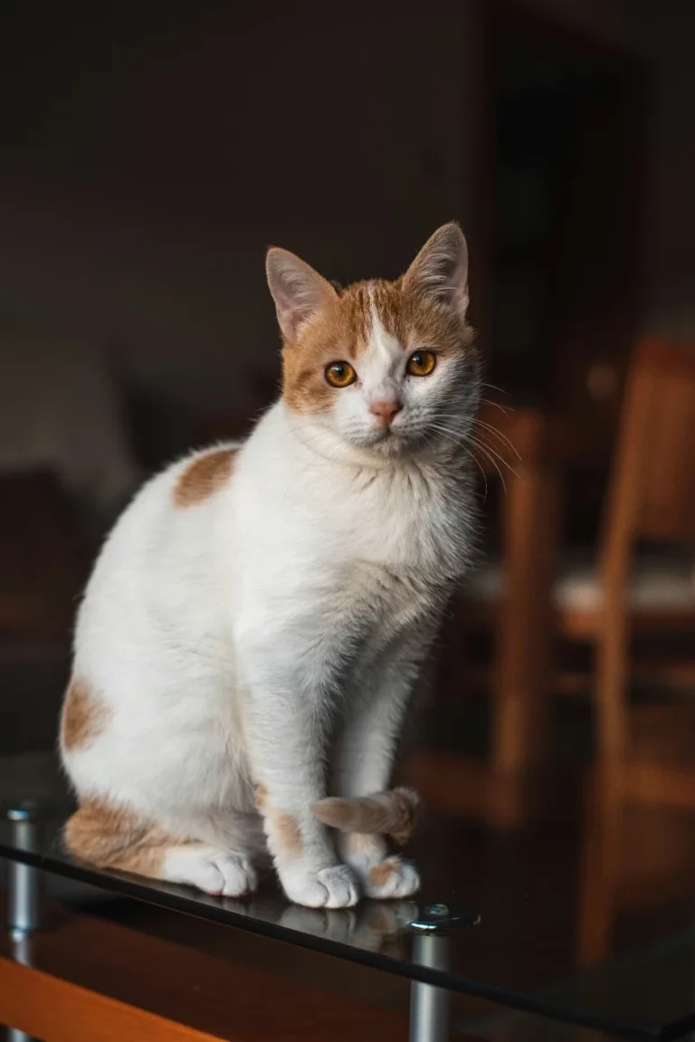 juan-manuel-sanchez-egk9ukaonng-unsplash